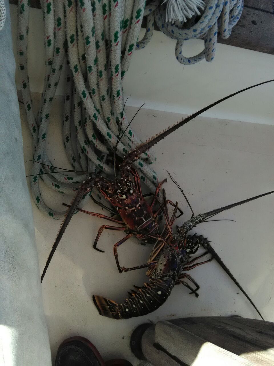 Lobster 3